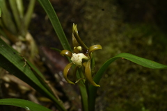 Brassia euodes