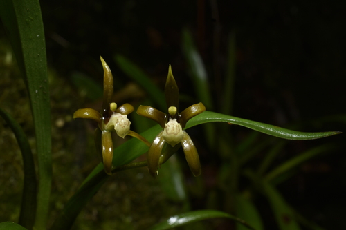 Brassia euodes, photograph 3