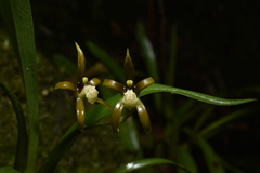Brassia euodes, photograph (c) Jhon A. Yuca-Palomino, some rights reserved (CC BY)