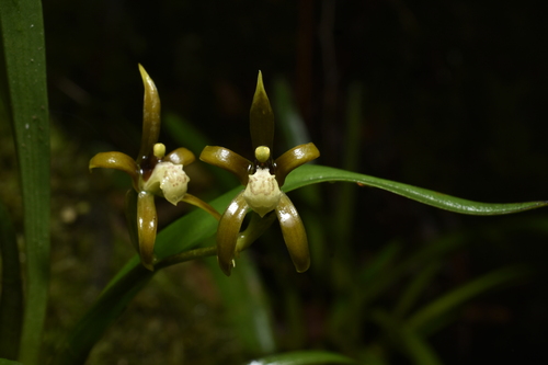 Brassia euodes, photograph 5
