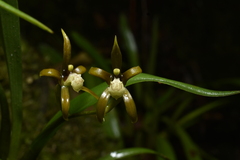 Brassia euodes, photograph (c) Jhon A. Yuca-Palomino, some rights reserved (CC BY)