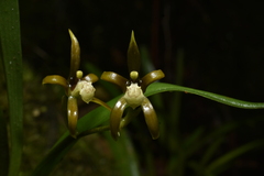 Brassia euodes, photograph (c) Jhon A. Yuca-Palomino, some rights reserved (CC BY)