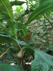 Melinaea lilis imitata