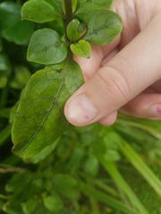 Coprosma tenuifolia