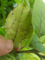 Coprosma tenuifolia