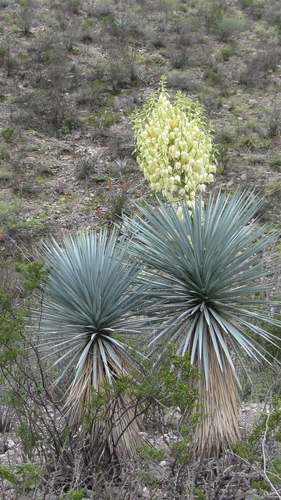 rigid blue yucca
