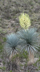 Yucca rigida