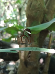 Pteronymia cotytto cotytto