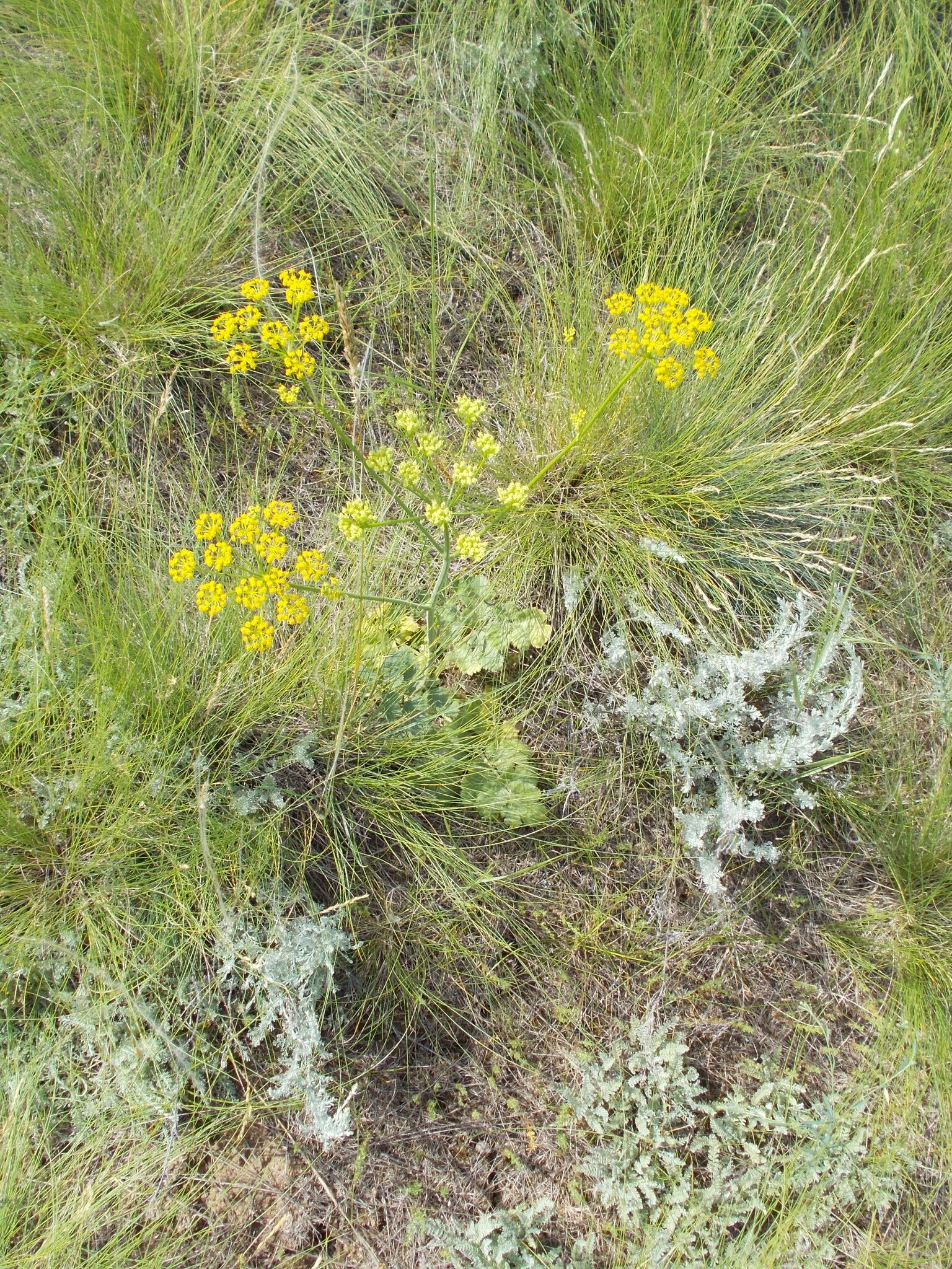 Pastinaca clausii