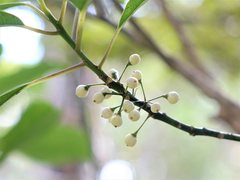 Melicytus macrophyllus