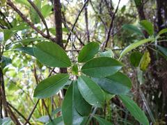 Melicytus macrophyllus