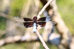 Thermorthemis madagascariensis