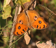 Junonia almana almana