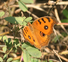 Junonia almana almana