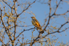 Pyrocephalus rubinus