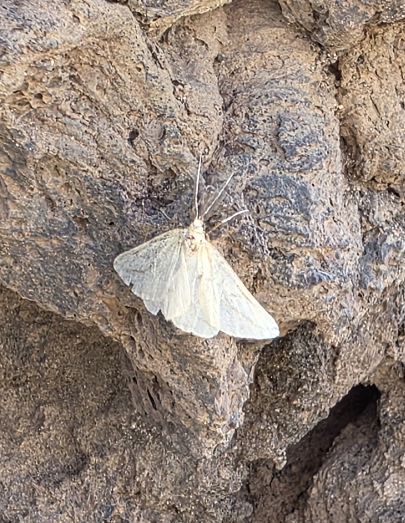 Aspitates collinaria