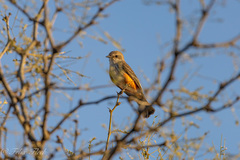 Pyrocephalus rubinus