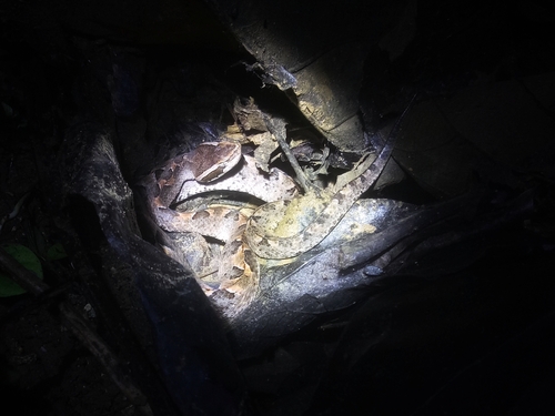 Calloselasma rhodostoma