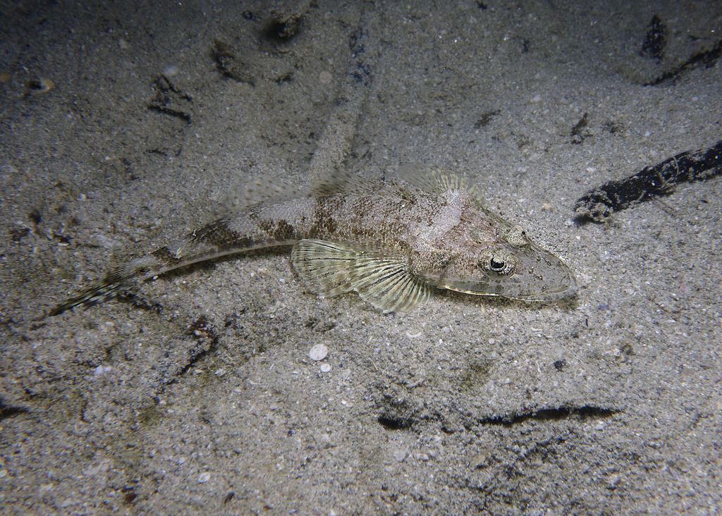 Flathead (Inegocia japonica) — Platycephalidae