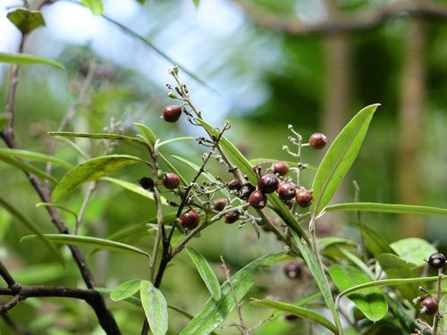 Corokia buddleioides (Corokia buddleioides)
