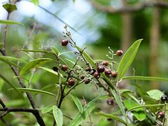 Corokia buddleioides