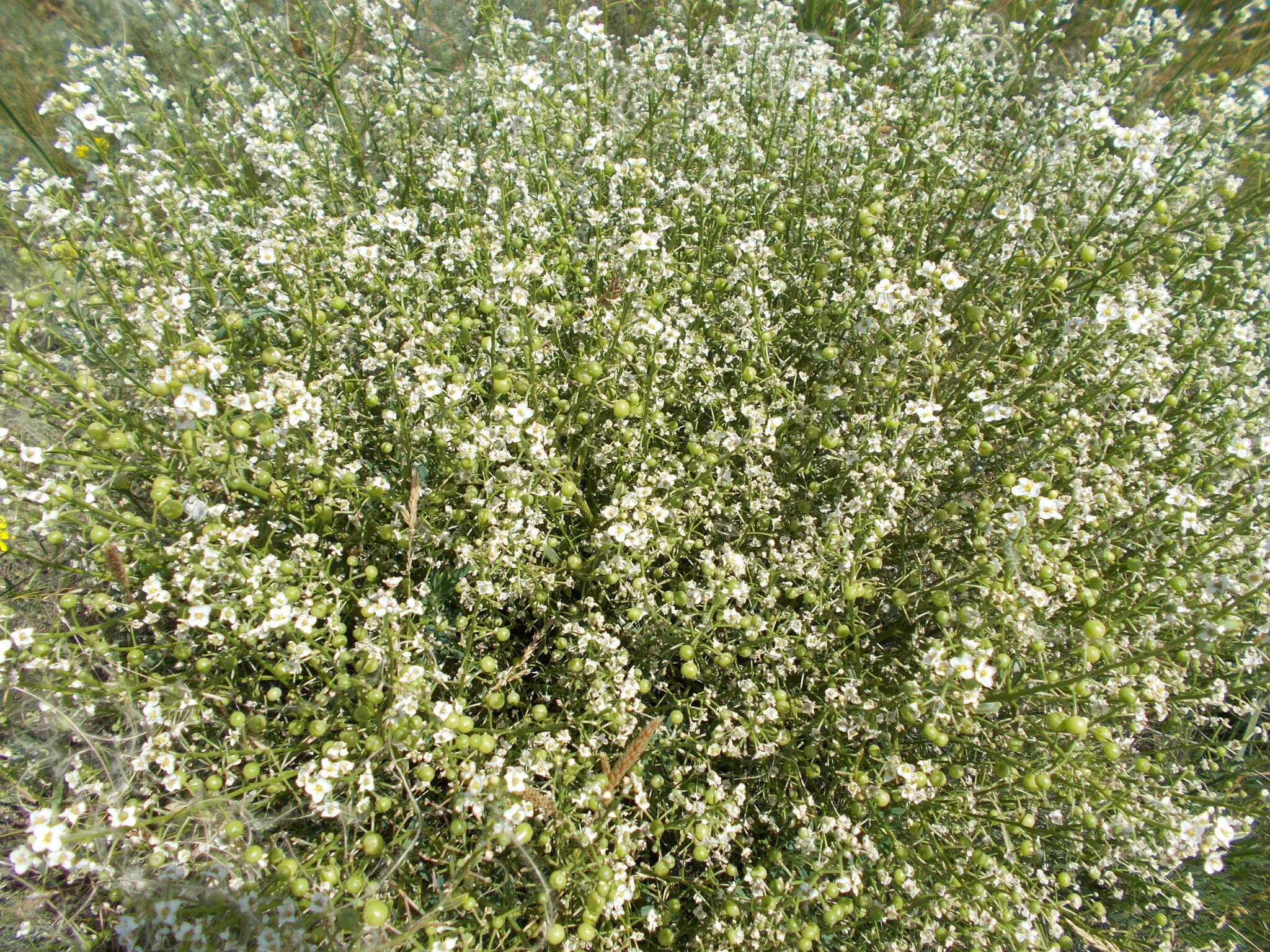 Crambe aspera