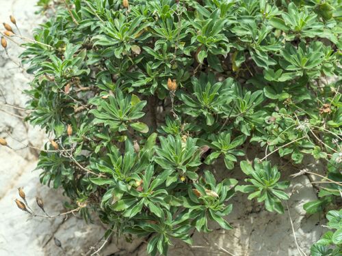 Silene fruticosa, photograph 2