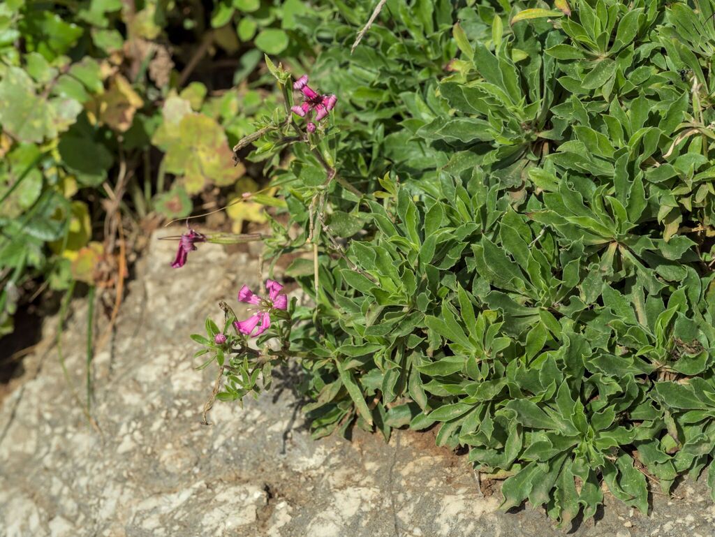 Silene fruticosa; photograph (c) Daniel Cahen, some rights reserved (CC BY)