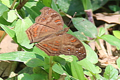Junonia goudotii
