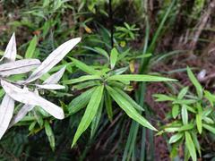 Corokia buddleioides