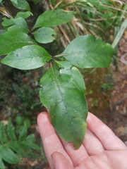 Coprosma tenuifolia