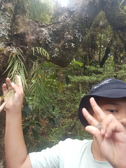 Asplenium flaccidum flaccidum