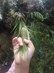 Asplenium flaccidum flaccidum