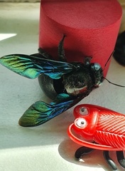 Xylocopa tenuiscapa