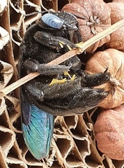 Xylocopa tenuiscapa