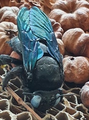 Xylocopa tenuiscapa