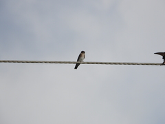 Stelgidopteryx serripennis