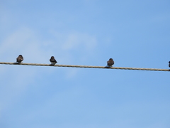 Stelgidopteryx serripennis