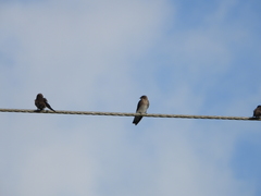Stelgidopteryx serripennis