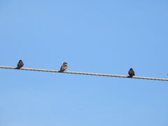 Stelgidopteryx serripennis