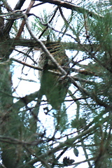 Asio madagascariensis