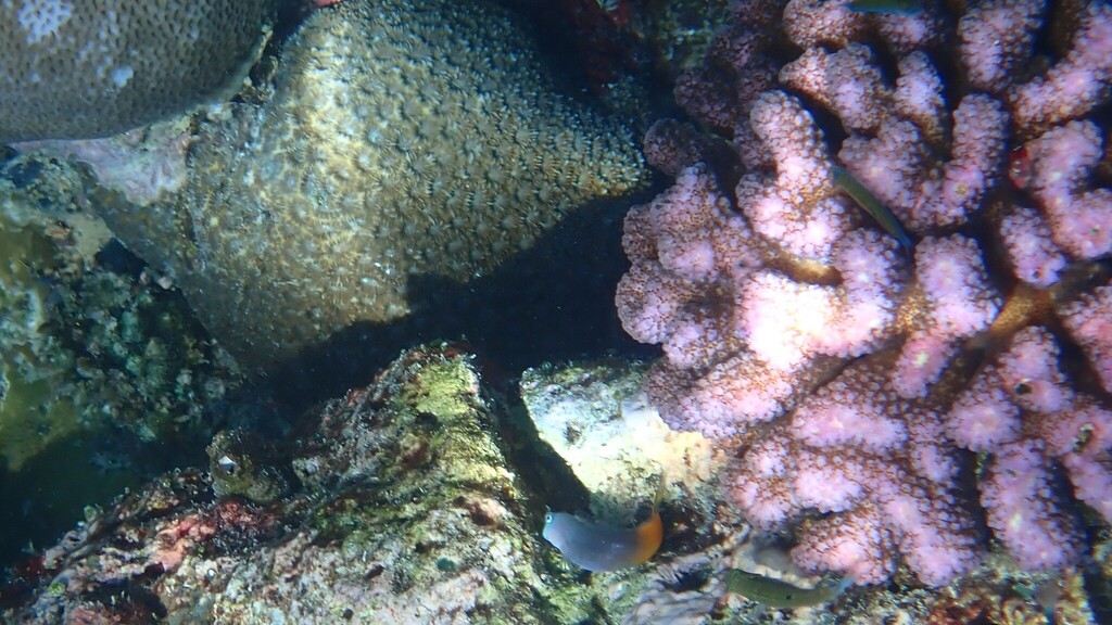 Bicolor Blenny