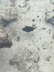 Canthigaster amboinensis