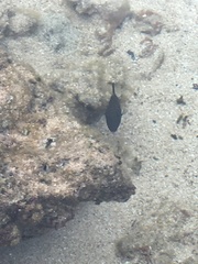 Canthigaster amboinensis