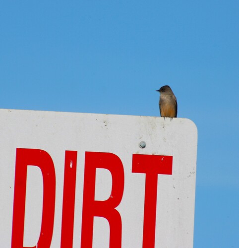 iNaturalist observation photo of Say's Phoebe