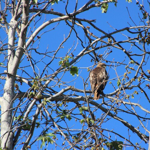 iNaturalist observation photo of Red-tailed Hawk