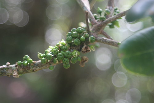 kukaemoa (Melicope clusiifolia)