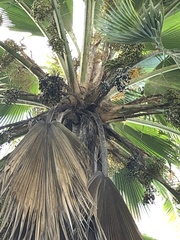 Borassus flabellifer