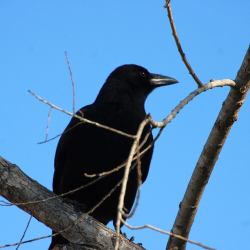 iNaturalist observation photo of American Crow