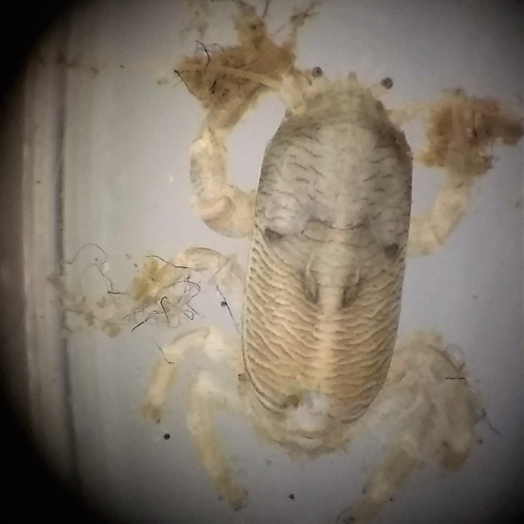 Euceramus